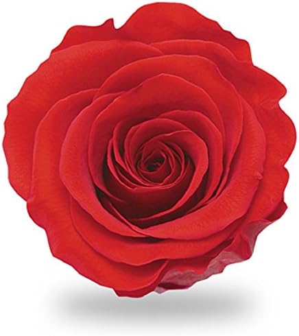 アモローサ Amorosa TI-RED-02 Preserved Flowers, Tiera, Bright Red, 6 Flowers