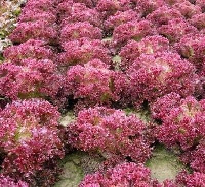 Miniatura 4 de Semillas de lechuga de hoja roja para plantar, más de 1000 semillas tradicionales por paquete, semillas de jardín de Isla (semillas de jardín de