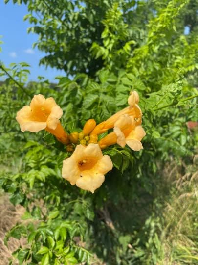 Gold Blooming Trumpet Vine 3.5" pots-You Choose Amount!! (5)