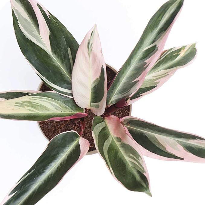 Greenursery Stromanthe Triostar Outdoor Plant For Home and Garden with Pot (Pack of 1) (Multicolor) (B0CRH1H69V) Amazon Price History, Amazon Price Tracker