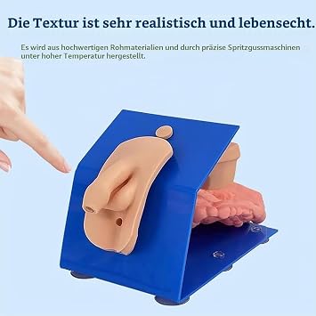 Male Female Urethra Model Set of 2 Urethra Health Model Male Female Catheterization Enema Doll Model with Stable Base Support Doll Catheter Model