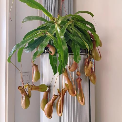 Semillas de plantas de jarra Nepenthes - Semillas de plantas carnívoras, plantas de interior aptas para gatos, plantas de jardín Semillas de bonsái, plantas resistentes para el jardín 50pcs