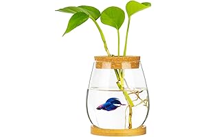 Eco-Haven: Desktop Aquarium for Office Tranquility