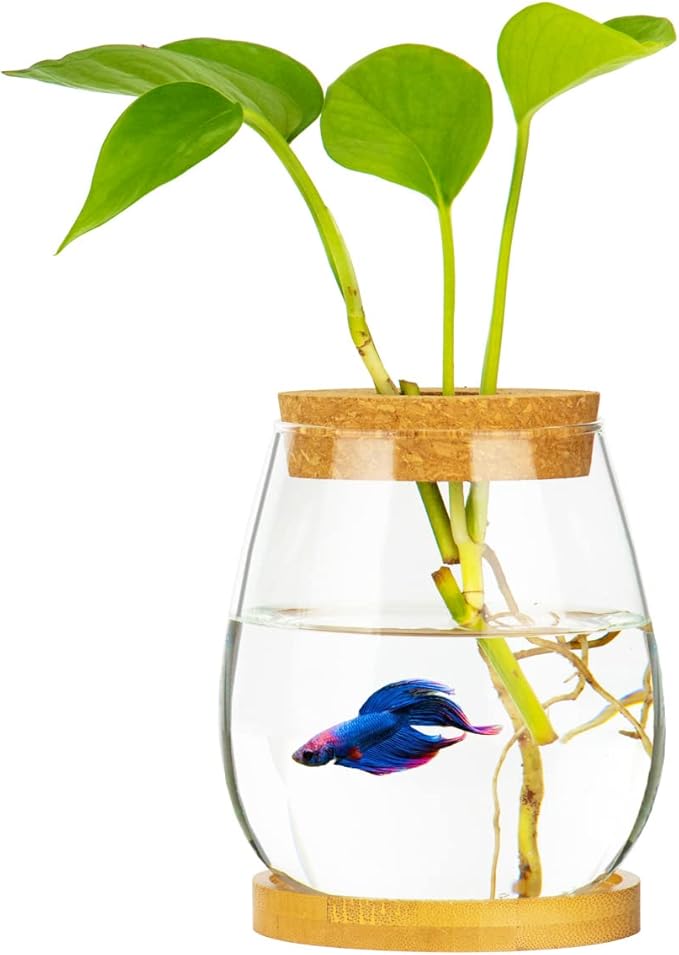 Desktop Planted Betta Fish Bowl