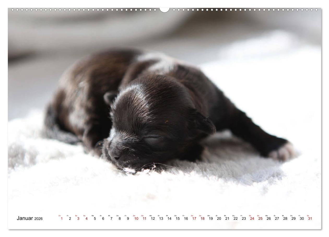 Bolonka Babykalender 2026 (hochwertiger Premium Wandkalender 2026 DIN A2 quer), Kunstdruck in Hochglanz: Ein gelungener Kalender mit hinreißenden ... kein Herz verschließen kann. (CALVENDO Tiere)