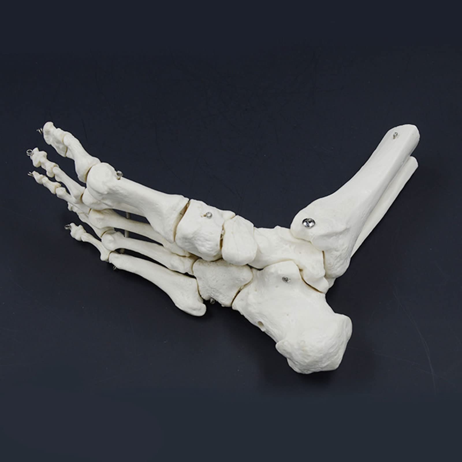 Menschliches Fußknöchelmodell Flexibel 1:1 Wissenschaftliche Lebensgröße mit Display-Basis für Lehrhilfe Patientenerziehung Menschliches Fußskelett Modell Anatomie Fuß und Knöchel Modell