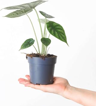 Alocasia 'Dragon Scale' Alocasia 'Dragon Scale' - Rare Indoor Plant with Stunning Textured Foliage - Easy-Care 6cm