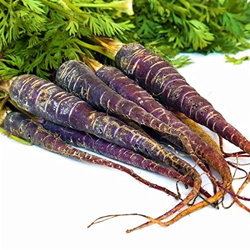 Purple Haze Carrot Seeds - 100 Count Seed Pack - A Unique, Tasty Carrot that Will Draw Attention to Your Home Garden - Country Creek LLC