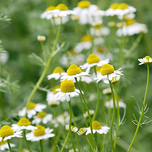 花がついたカモミール