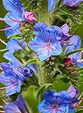 200 Samen Natternkopf Echium vulgare Wildpflanze Wildblume Bienen Hummeln Schmetterlinge