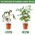 SWANGSA 6 Pack Bamboo Trellis 24 Inches for Climbing Plants, Fan-Shaped Bamboo Plant Trellis Cucumber Tomato Trellis with 50pcs Twist Ties for Outdoor and Indoor Potted Plants