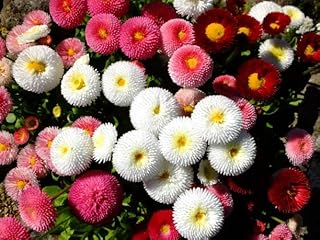 English Daisy Seeds – 300+ Bellis perennis Pompon Mix, Non-GMO Heirloom, Double Button Flowers(Marguerites), Compact Perennial for Borders, Containers & Spring Blooms