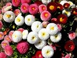 English Daisy Seeds – 300+ Bellis perennis Pompon Mix, Non-GMO Heirloom, Double Button Flowers(Marguerites), Compact Perennial for Borders, Containers & Spring Blooms
