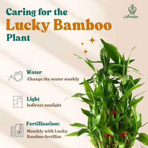 Image of Amulya Farms Lucky bamboo plants for home decoration in Decorative Floral Metal Planter | Feng Shui indoor plants for home | Good Luck Plant | Vastu Plants | Live Plants for Living Room & Office Desk