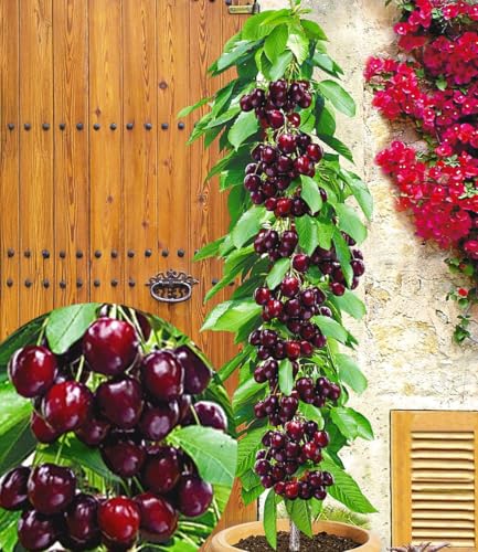 BALDUR Garten Säulenkirsche 'Garden Bing®', 1 Pflanze,Kirschbaum, Prunus avium, winterhart, platzsparende Säule für kleine Gärten, Balkone & Terrassen