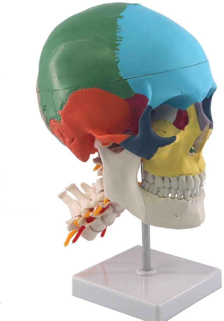 Modelo de Color educativa cráneo Humano anatómico, manuales para el Estudio de la Cabeza Esqueleto médico de la Columna Vertebral