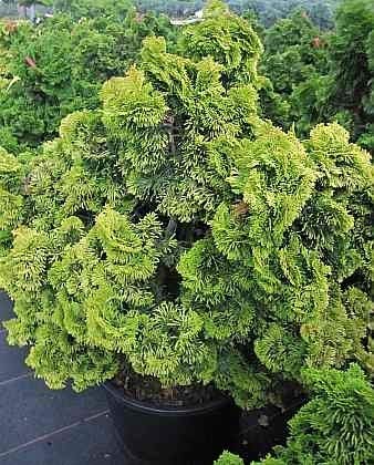 Gelbe Muschelzypresse Nana Lutea - Chamaecyparis obtusa - 15-20cm