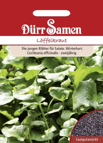 Dürr-Samen - Löffelkraut Saatgut