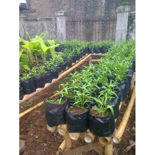Image of Agritech Black Nursery Cover /Plant Grow Bag - 25 Nos (10x10, 25)