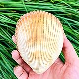 riesenmuscheln essen Wenn Sie Fragen haben, kontaktieren Sie uns bitte rechtzeitig, wir sorgen dafür, dass Sie ein perfektes Einkaufserlebnis haben.