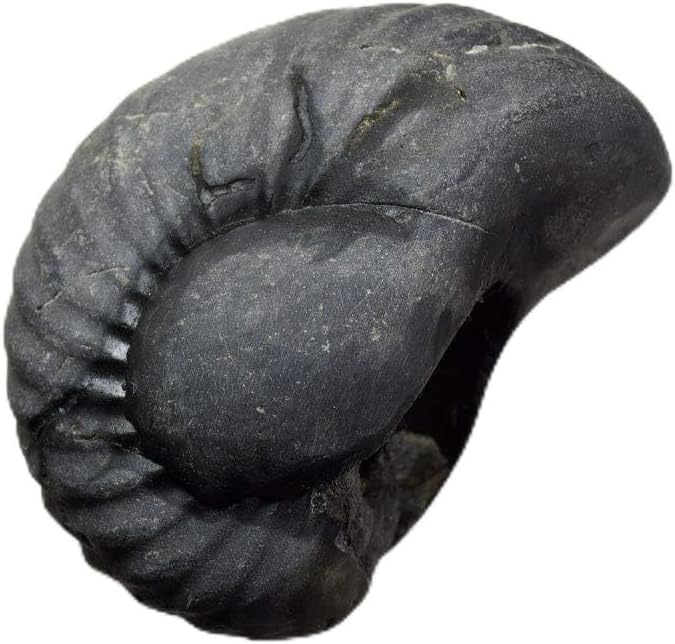 55Carat Original Shaligram From Gandaki River Nepal Lord Vishnu,Fossil Stone A+ Quality Wholesale Rate