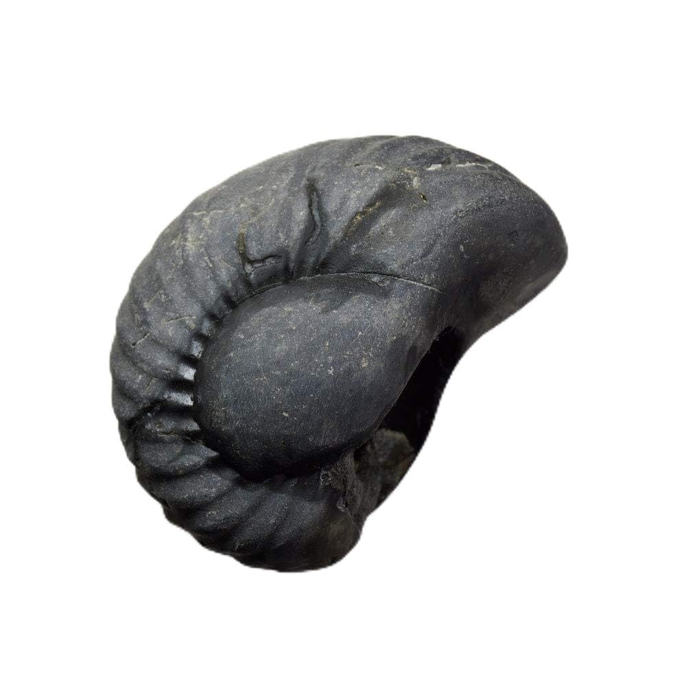 55Carat Original Shaligram From Gandaki River Nepal Lord Vishnu,Fossil Stone A+ Quality Wholesale Rate