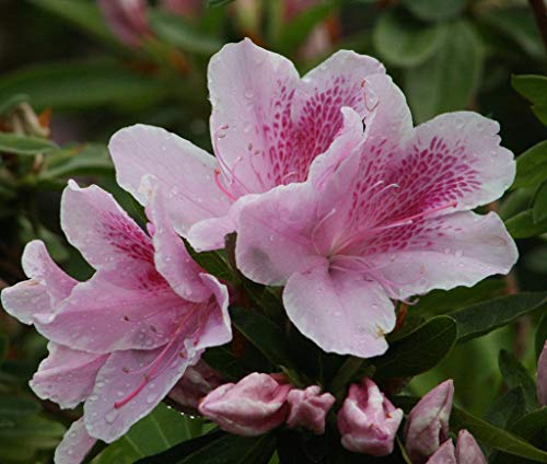 George Tabor Azalea (Southern Indica) - Live Plant - (1