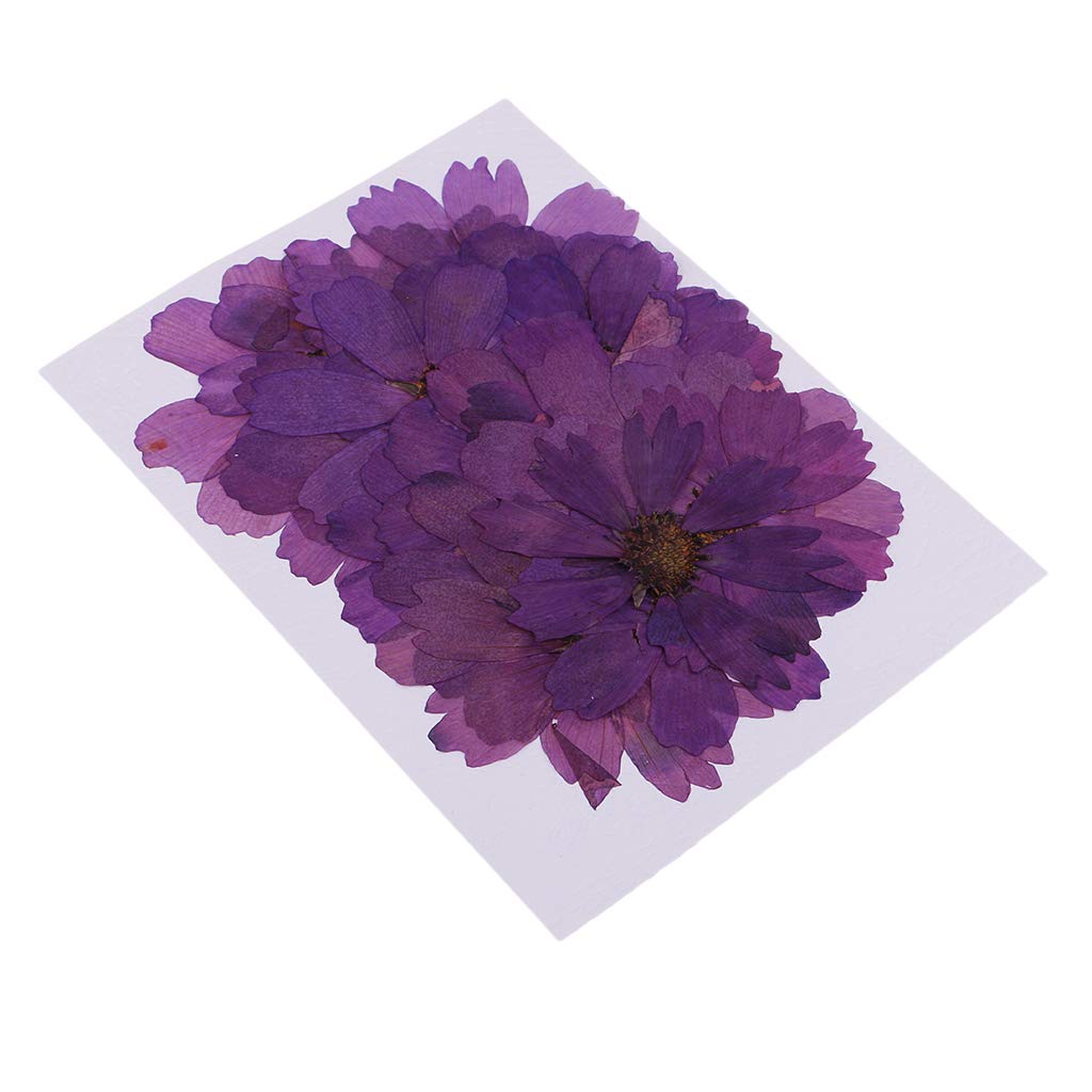 20 Pieces 4-10cm Pressed Coreopsis Purple Dried Flower Scrapbooking Embellishments for Nail Art Decoration Resin C ting DIY Handmade Ornament