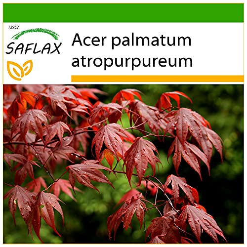 SAFLAX - Erable du Japon pourpre - 20 graines - Avec substrat - Acer palmatum atropurpureum