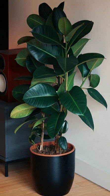Rubber Live Plant Indoors (Rubber green Air purifying Live Plant Indoors)