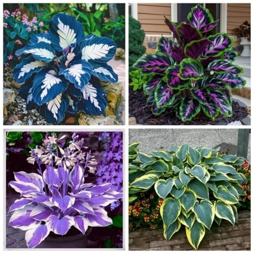 Hosta-Stilish en macetas en macetas-Hosta Rizoma in vaso,Perfecto para Borders,Stakes de jardín premium,Sorprendentes-4rhizome-A