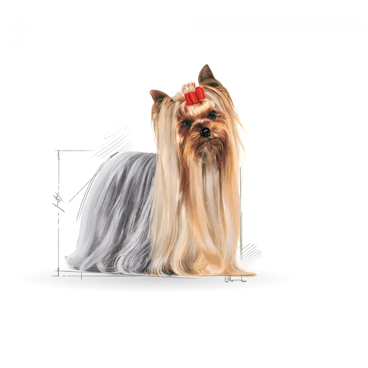 Royal Canin Yorkshire Terrier Adulte | 12 x 85 g | Nourriture humide pour chiens adultes en sachets fraîcheur | À partir de 10 mois | Pour soutenir le pelage et la qualité des selles