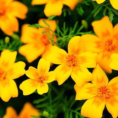 Marigold Seeds - Signata - Gem Series - Golden - 100 Seed Packet - Tagetes tenuifolia - Non-GMO, Open Pollinated - Flower Gardening