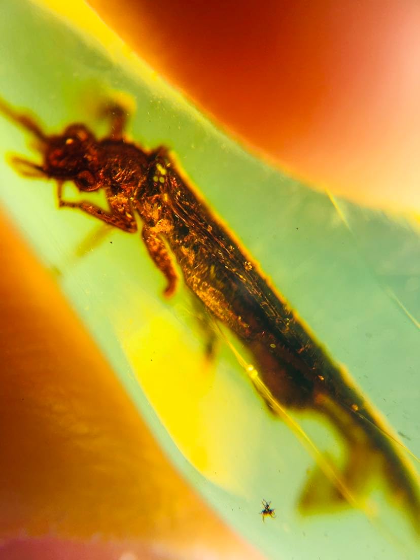 Burmese burmite Cretaceous Big stonefly Insect Fossil Amber Myanmar