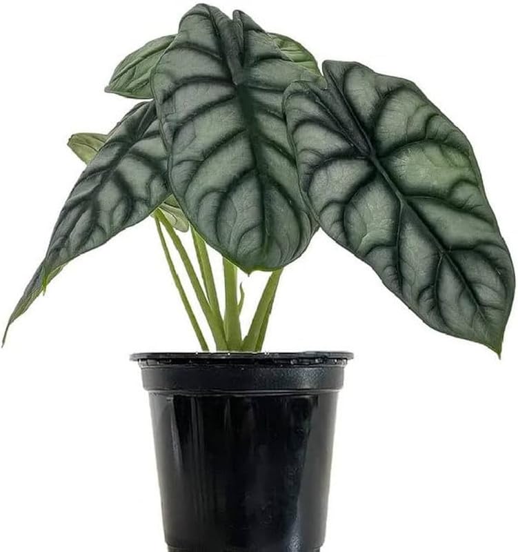 Natural Alocasia Baginda Silver Dragon live plant with 4 inc pot PACK OF 1 (B0D9Y6TBRS) Amazon Price History, Amazon Price Tracker