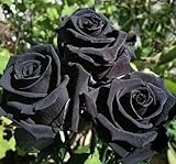 schwarze rosen kaufen münchen Black Rose Samen: Frisch, Erbstück, nicht gentechnisch verändert, perfekt für Balkon und Haus.