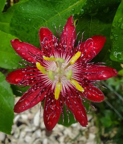 Lady Margaret Passiflora Live Plant | 5-9 Tall | Rare Raspberry Red Passion Flower Vine | Hardy Zone 8-11 | Fast-Growing Indoor/Outdoor Patio Climber | Exotic Hummingbird Attractor