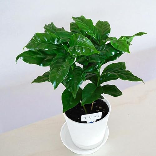 ϗtA R[q[̖ coffee tree