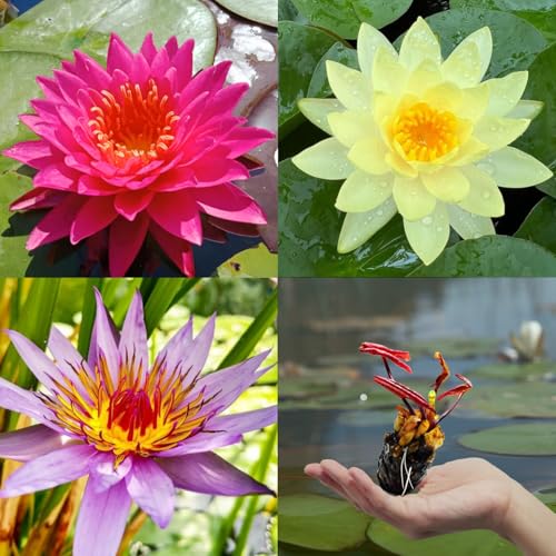 3 Pre-Grown Hardy & Tropical Waterlilies Rhizomes Live Tuber in