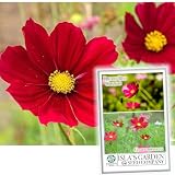 Dwarf Red Cosmos Flower Seeds for Planting, 100+ Heirloom Seeds Per Packet, (Isla's Garden Seeds), Non GMO Seeds, Scientific Name: Cosmos Bipinnatus, Great Home Flower Garden Gift