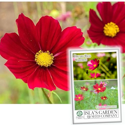 Dwarf Red Cosmos Flower Seeds
