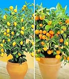 BALDUR Garten 2er Set Zitronen- & Orangenbaum, Pflanzen im 12 cm-Topf