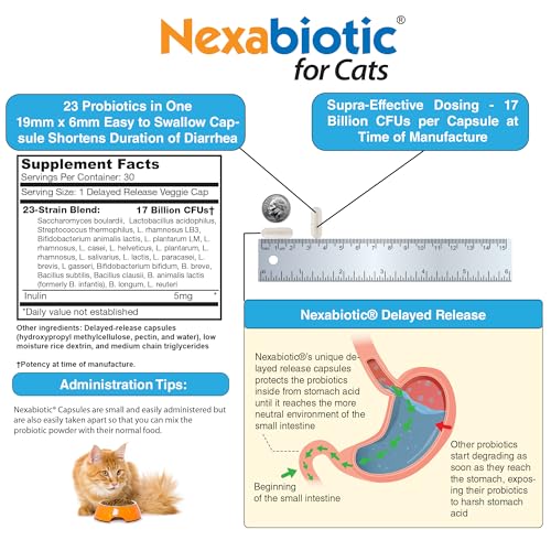 Image of DrFormulas Nexabiotic Probiotics for Cats Powder | Treats Diarrhea for Pets with Saccharomyces Boulardii Lactobacillus Acidophilus, Best Probiotics Supplement for Digestive Health 30 Capsule