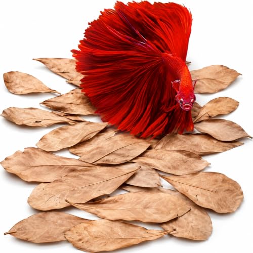 SunGrow 100 pcs Catappa Indian Almond Leaves for Betta Fish Tank Aquarium, 2&rdquo; Water Conditioner...