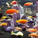 Aquaticheavens Mixed haplochromis 1.25-2.25 inches haplochromide African Cichlid (6 Lot Unsexed Juvenile)