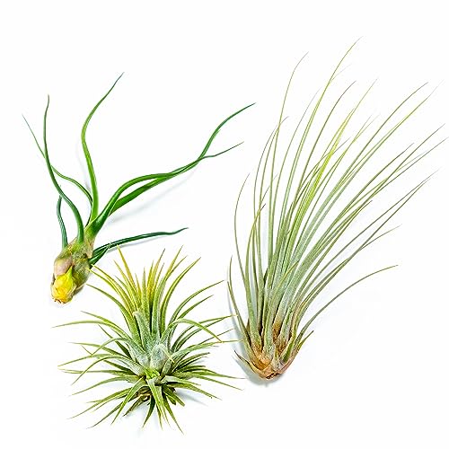 PLANDAIRE - PACK Piante d'aria - Tillandsia Ionantha, T. Bulbosa, T. Juncea - Piante da fiore naturali - Esterno e Interno (3)