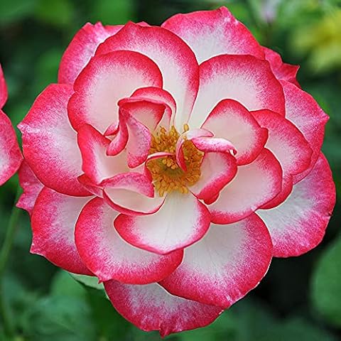 Heirloom Roses Rose Plant - Nicole® Multi Rose Bush, Floribunda Live Plant for Planting Outdoors Cover