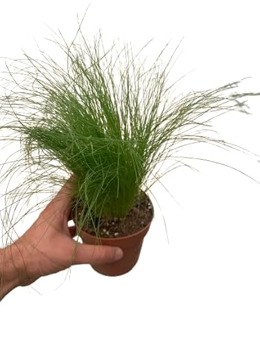 Stipa Natural Planta Herbácea Ornamental que Transformará tu Espacio Exterior