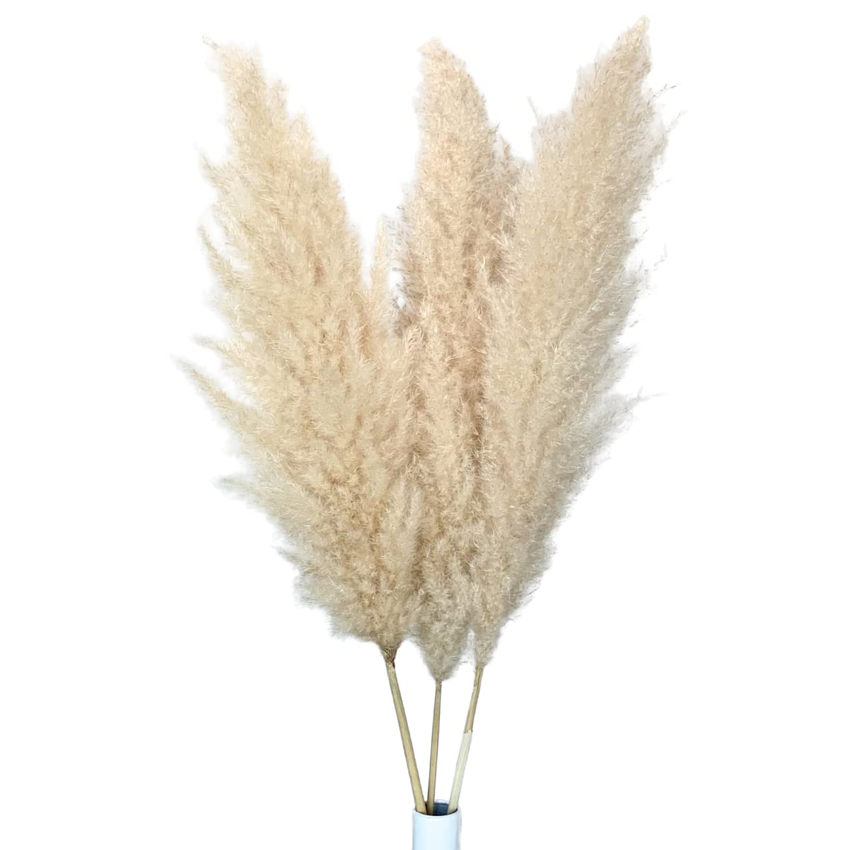 Buy Dried Large Pampas Grass Decor Tall, 3 Pc Set, 43in/110cm, Beige