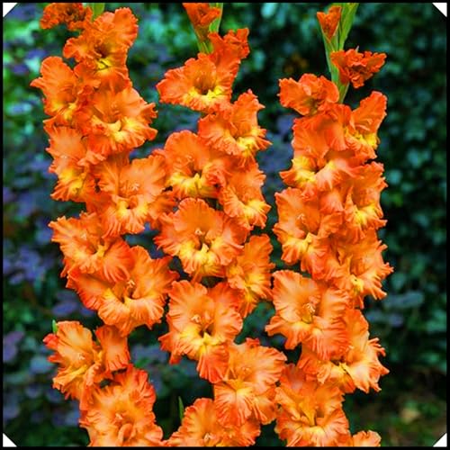 Gladiolus Bulbs Gladiolus Flower-(Cut Flowers,Plant Bulbs,Gladioli Flowers,Ornamental Flowers,Wedding Flowers)-3bulbs-d